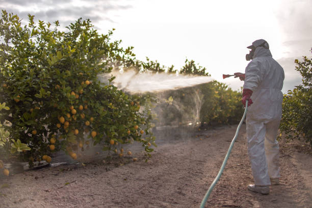 Best Insect Control  in Minoa, NY