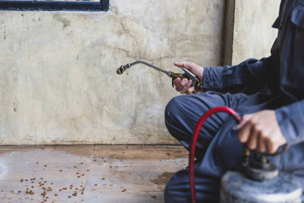 Best Termite Control Services  in Minoa, NY
